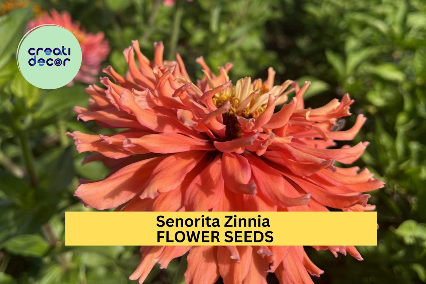 100+ Senorita Zinnia Seeds – Magenta-Pink Blooms, Heat-Tolerant Annuals for Gardens & Pollinator Beds – Zinnia elegans