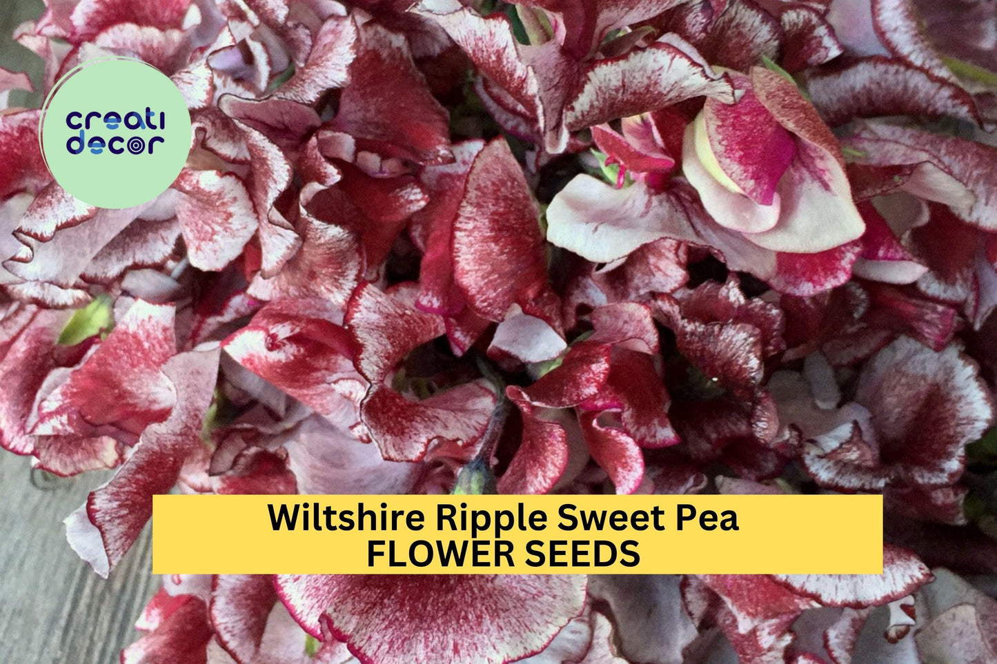 50+ Wiltshire Ripple Sweet Pea Seeds – Fragrant Climbing Vines with Maroon & White Striped Blooms, Lathyrus odoratus, Garden Planting