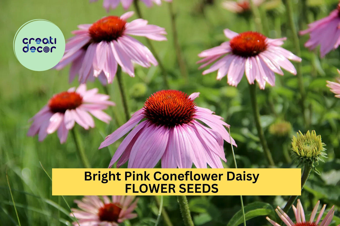 Bright Pink Coneflower Seeds, Echinacea purpurea, Perennial Wildflower, Pollinator-Friendly, Drought-Tolerant, 200+ Seeds