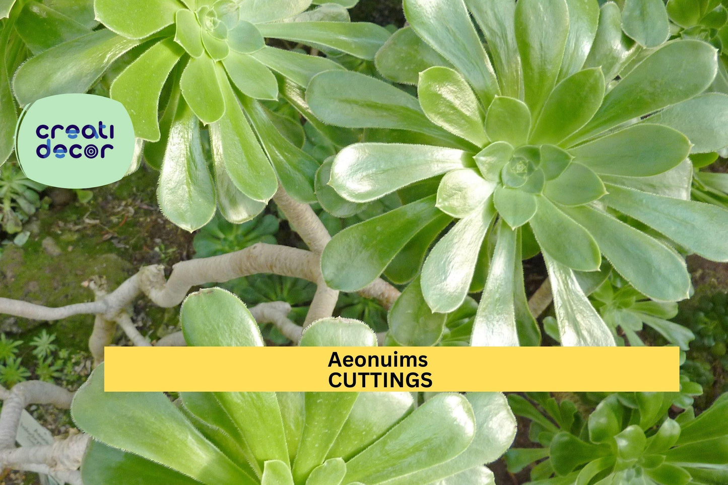 Aeonium Succulent Cutting | Unrooted Rosette Starter | Colorful Foliage | Easy Propagation | Drought-Tolerant Aeonium spp.