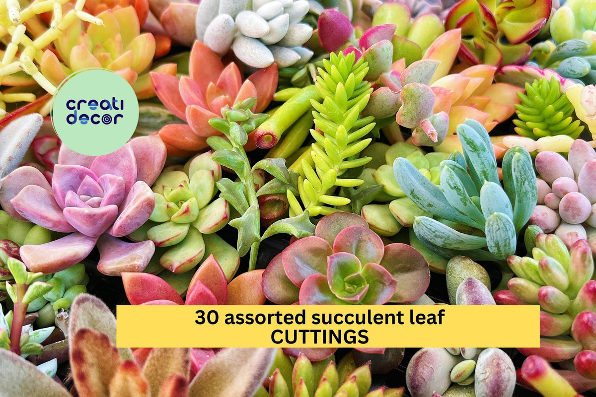 Assorted Succulent Leaves Pack | 30 Unrooted Live Cuttings for Propagation & DIY Projects | Beginner-Friendly Succulent Leaves