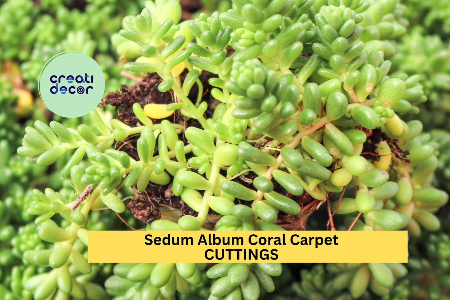 Sedum Album 'Coral Carpet' Cuttings – Hardy Ground Cover Succulent for Rock Gardens & Borders, Drought-Tolerant, Unrooted Plantlets
