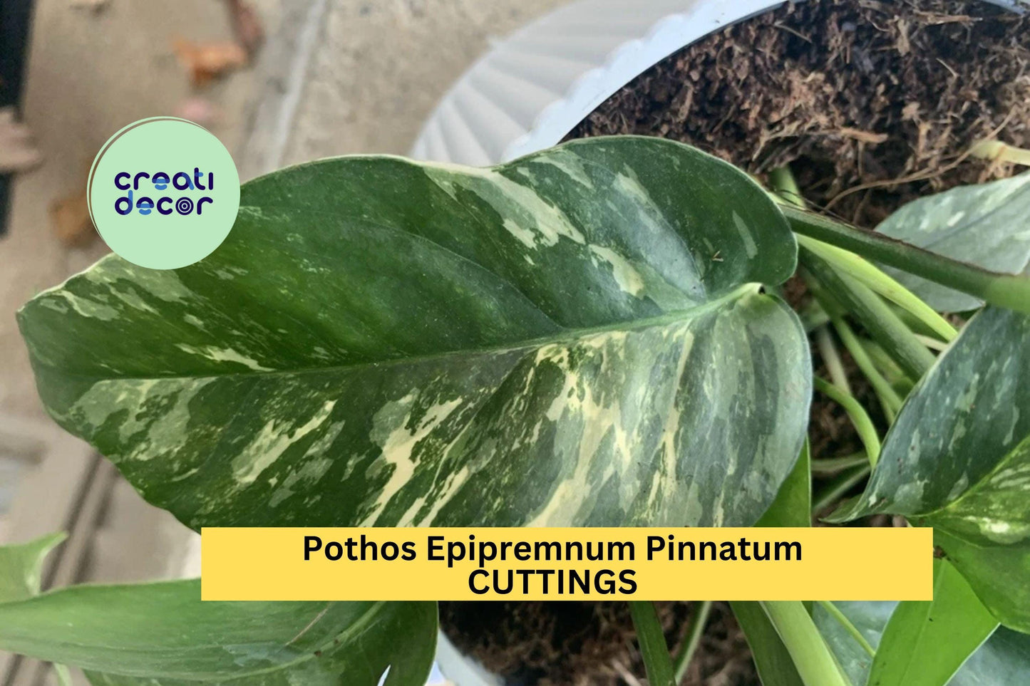 Unrooted Pothos Epipremnum Pinnatum Albo Variegata Cutting | Rare Variegated Houseplant for Indoor Trailing or Climbing