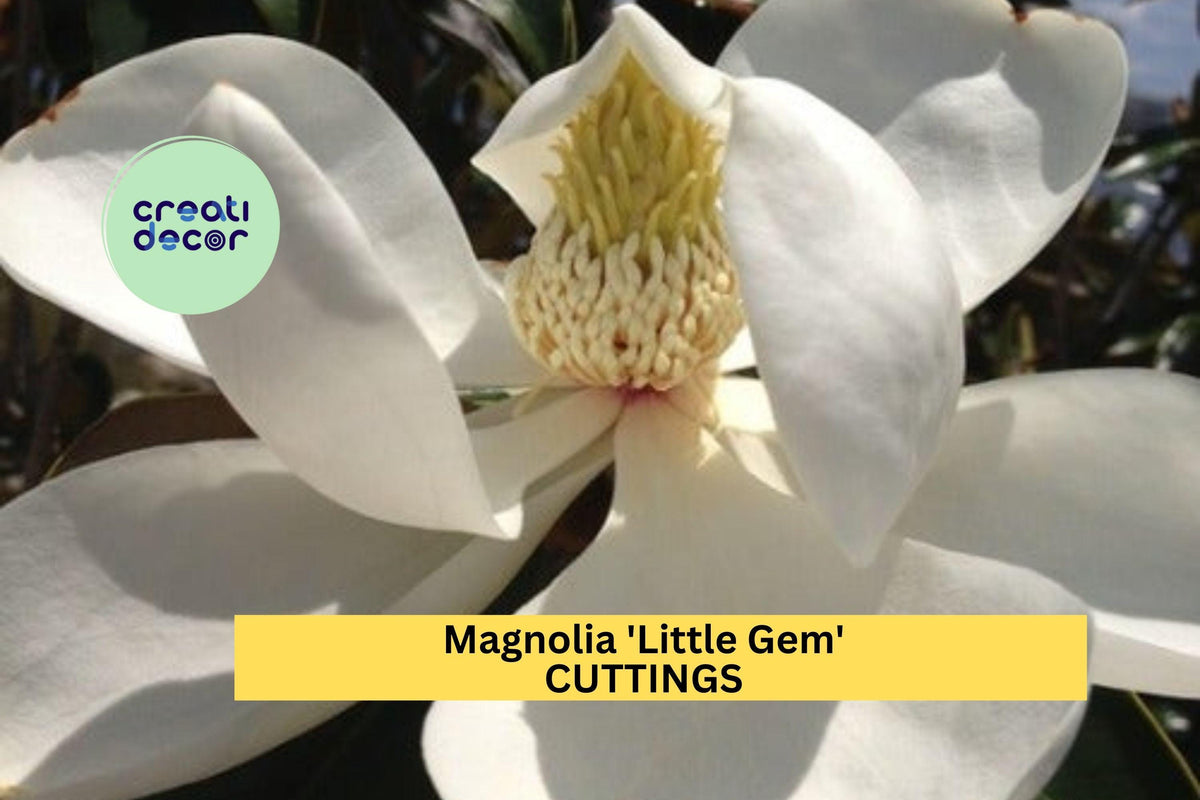 Super Rare Magnolia 'Little Gem' Cuttings – Unrooted, Compact Evergreen Tree, Fragrant White Blooms, Magnolia grandiflora