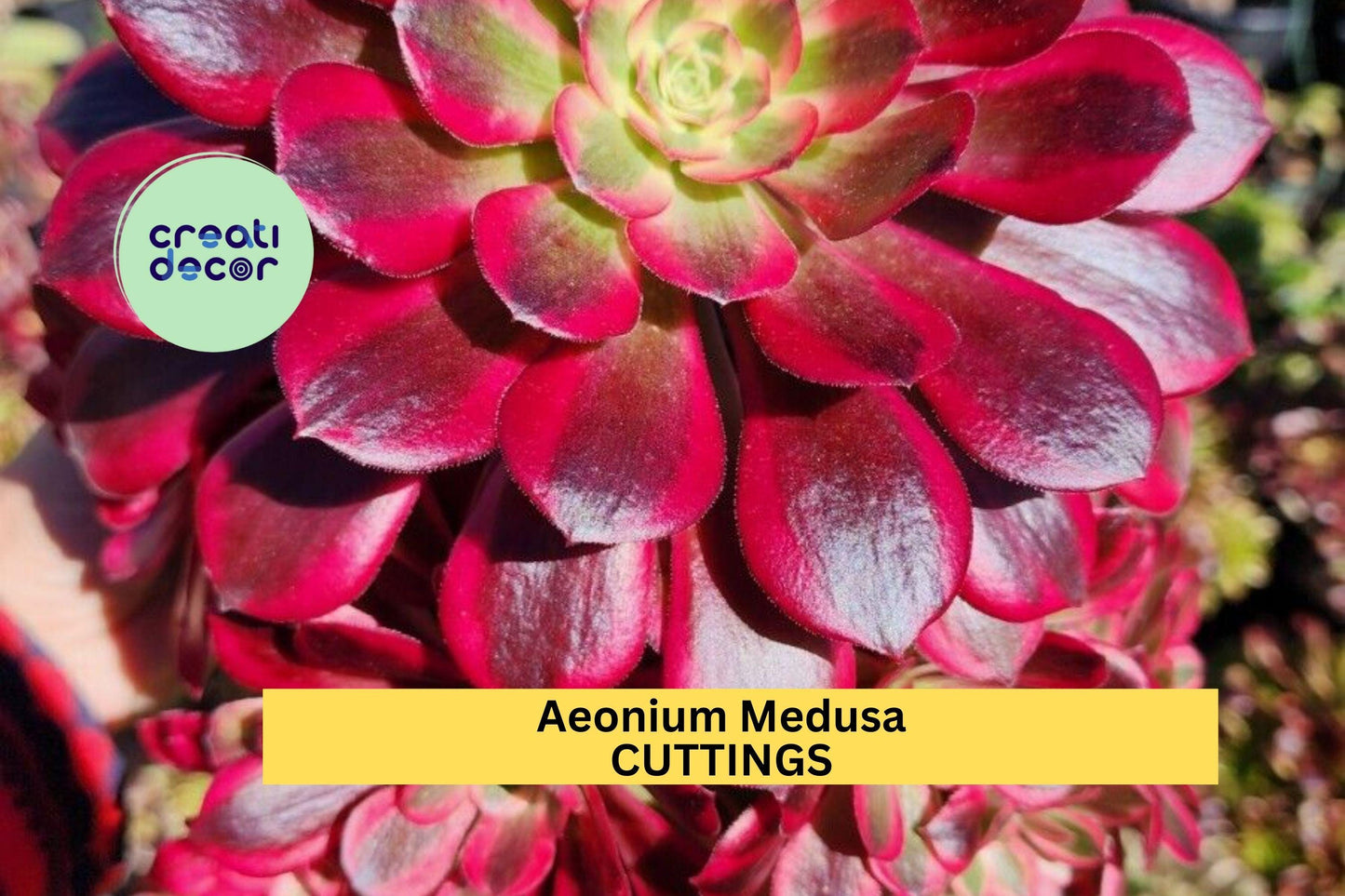 Aeonium Medusa Cutting | Rare Succulent Rosette | Unrooted Starter Plant | Unique Foliage for Collectors & Arrangements