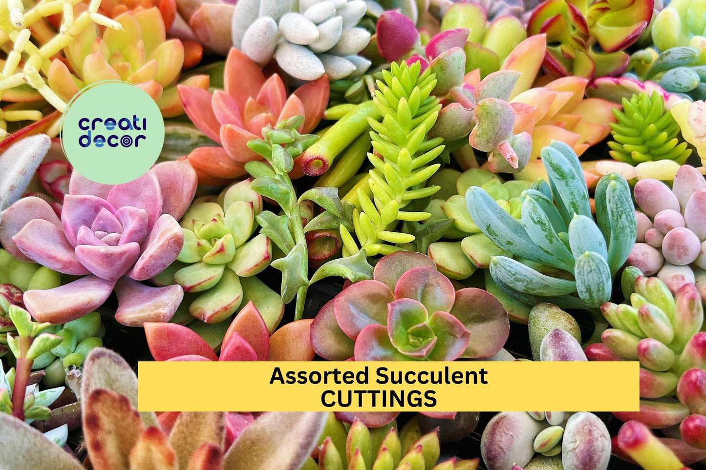 Assorted Succulent Cuttings - 5 Varieties | Easy to Root Indoor/Outdoor Plants | Echeveria, Sedum, Crassula