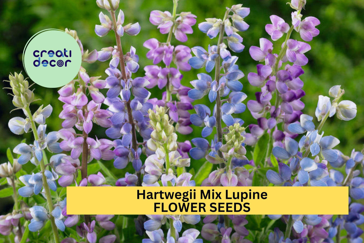 25+ Hartwegii Mix Lupine Seeds – Colorful Wildflower, Pollinator-Friendly, Annual, Lupinus hartwegii