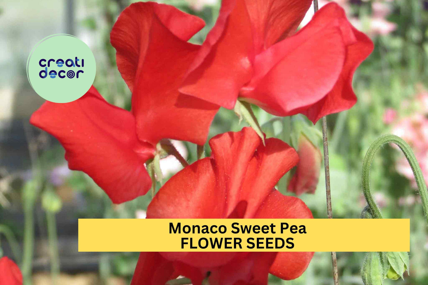 50+ Monaco Sweet Pea Seeds – Deep Red Fragrant Climbing Vines for Gardens, Bouquets & Trellises – Lathyrus odoratus