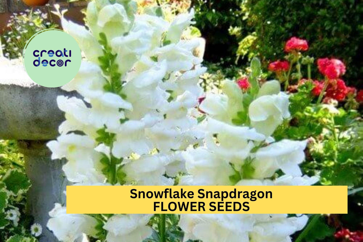 Snowflake Snapdragon Seeds 1000+ White Antirrhinum majus for Borders, Cut Flowers & Pollinator Gardens