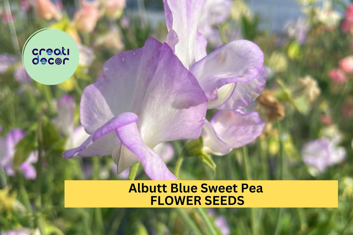 50+ Albutt Blue Sweet Pea Seeds – Cream & Lavender Fragrant Climbing Vines for Trellises, Fences & Gardens | Lathyrus odoratus
