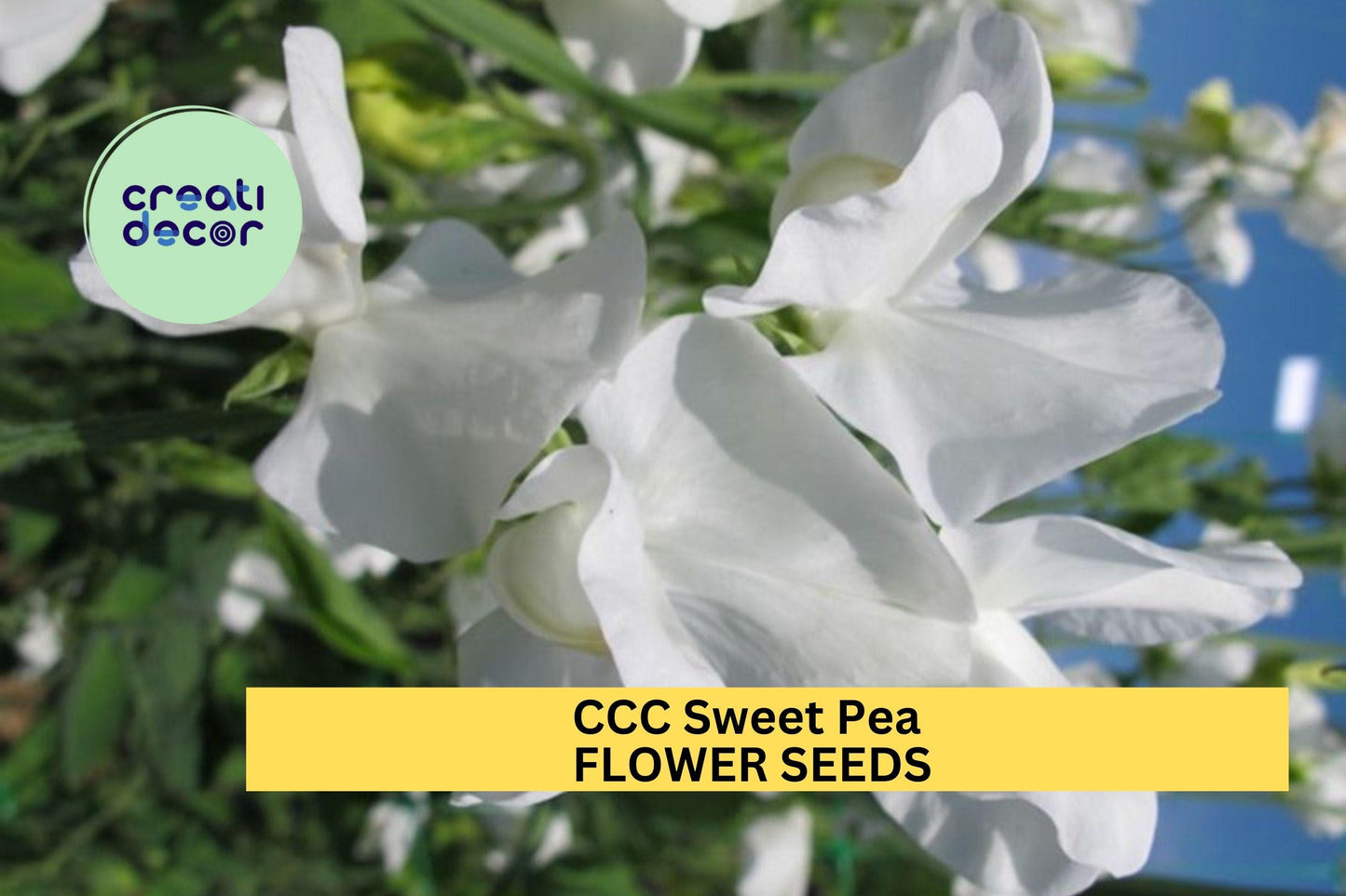 50+ CCC Sweet Pea Seeds – Fragrant Pink & Lavender Climbing Vines for Gardens & Bouquets – Lathyrus odoratus