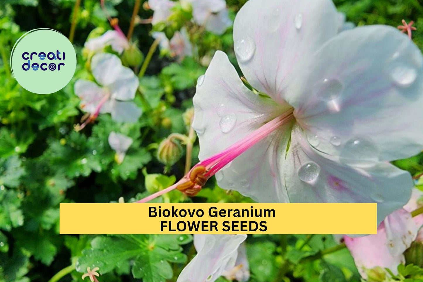 Biokovo Geranium Seeds – Perennial Groundcover with Pink & White Blooms – Geranium × cantabrigiense 'Biokovo'