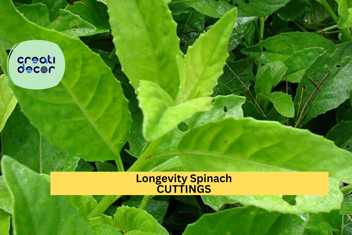 6 Longevity Spinach Cuttings Gynura procumbens Unrooted Starter Plants for Edible Gardens Zone 9+
