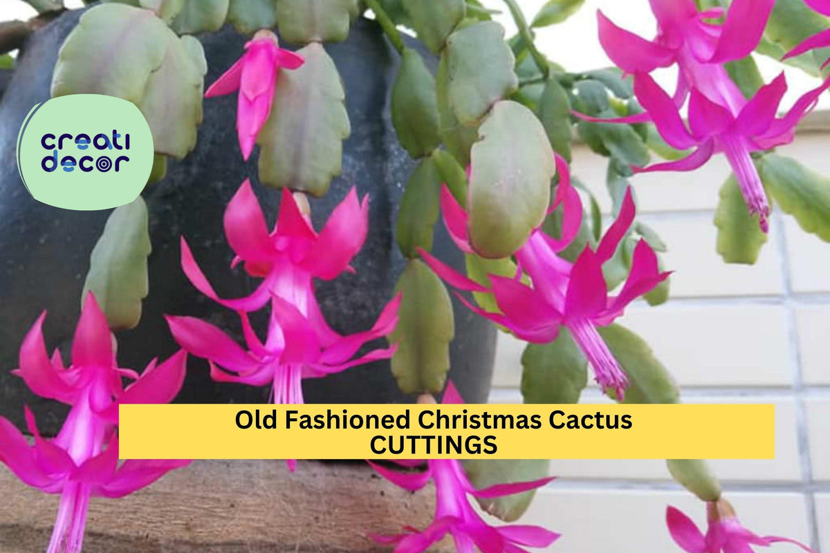 Christmas Cactus Cuttings Set of 5 | Schlumbergera bridgesii | Heirloom Holiday Blooms | Easy to Root Succulent Segments