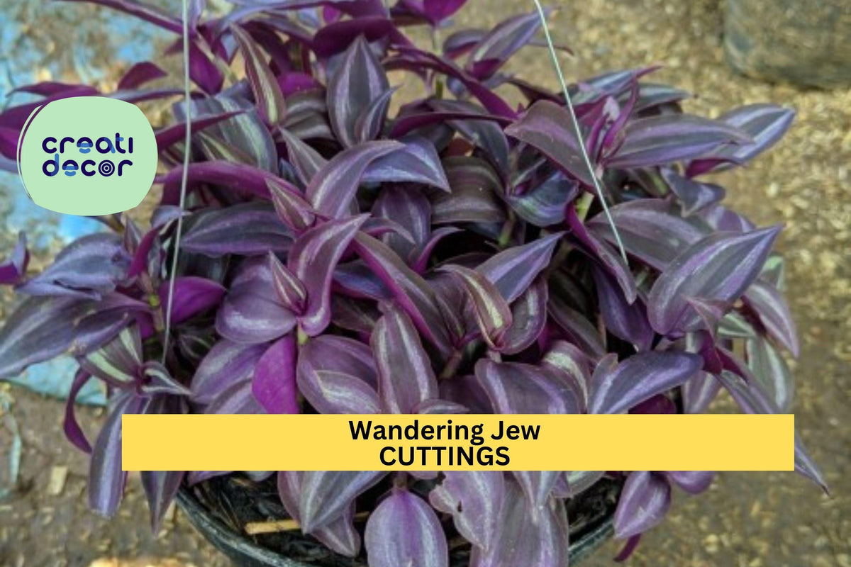 Tradescantia Cutting Mystery Pack – 10 Varieties, Colorful Wandering Jew Plants, Unrooted Starter, Houseplant Propagation, Tradescantia spp.