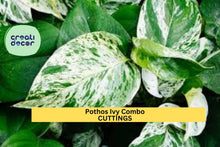6 Pothos & Philodendron Cuttings Pack | Marble Queen, Brasil, N’Joy | Indoor Trailing Plants | Propagation Starter Kit