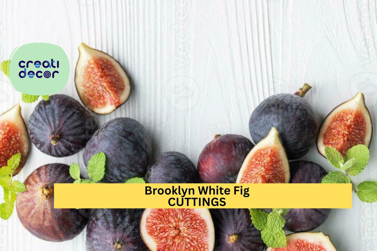 Brooklyn White Fig Tree Cuttings (2) + Willow Water | Rare Heirloom Ficus carica Propagation & Grafting Scions