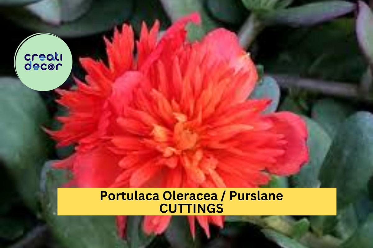 Double Scarlet Portulaca Seeds – Purslane Portulaca oleracea, Scarlet Red Blooms, Drought Tolerant, Ground Cover, Container Plant, 5 Cuttings