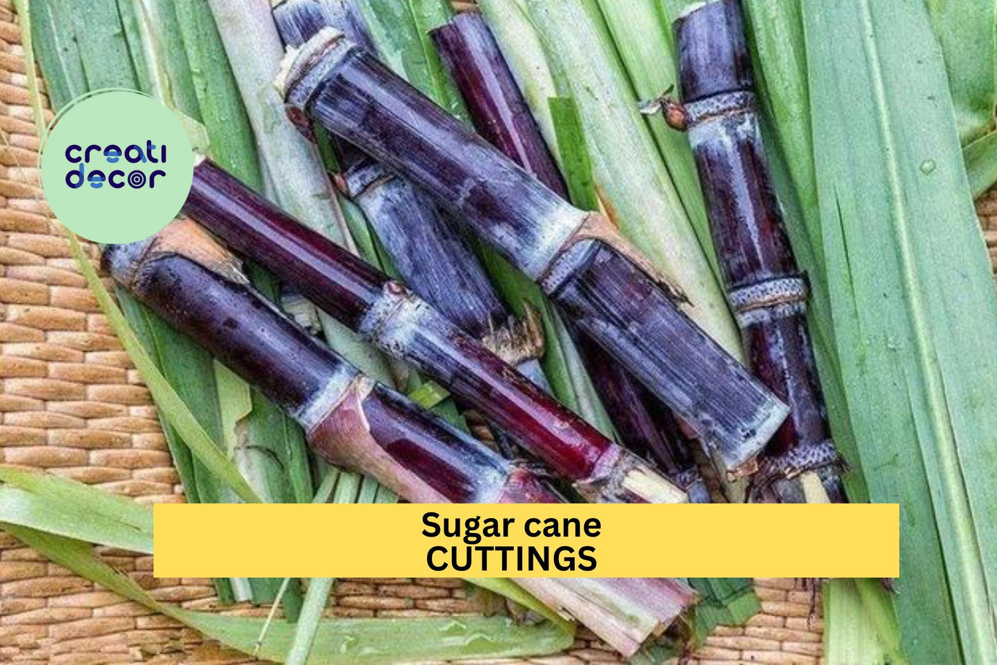Black Sugar Cane Starter Plants – 2 Rooted Vietnamese Saccharum officinarum Cuttings, Rare Purple Stalks, Edible & Ornamental