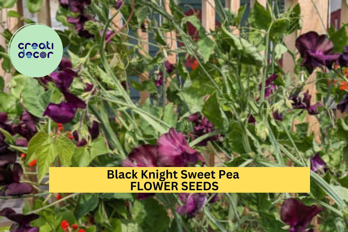 Black Knight Sweet Pea Seeds – Deep Maroon Fragrant Climbing Vines for Gardens & Bouquets – Lathyrus odoratus, 50+ Seeds