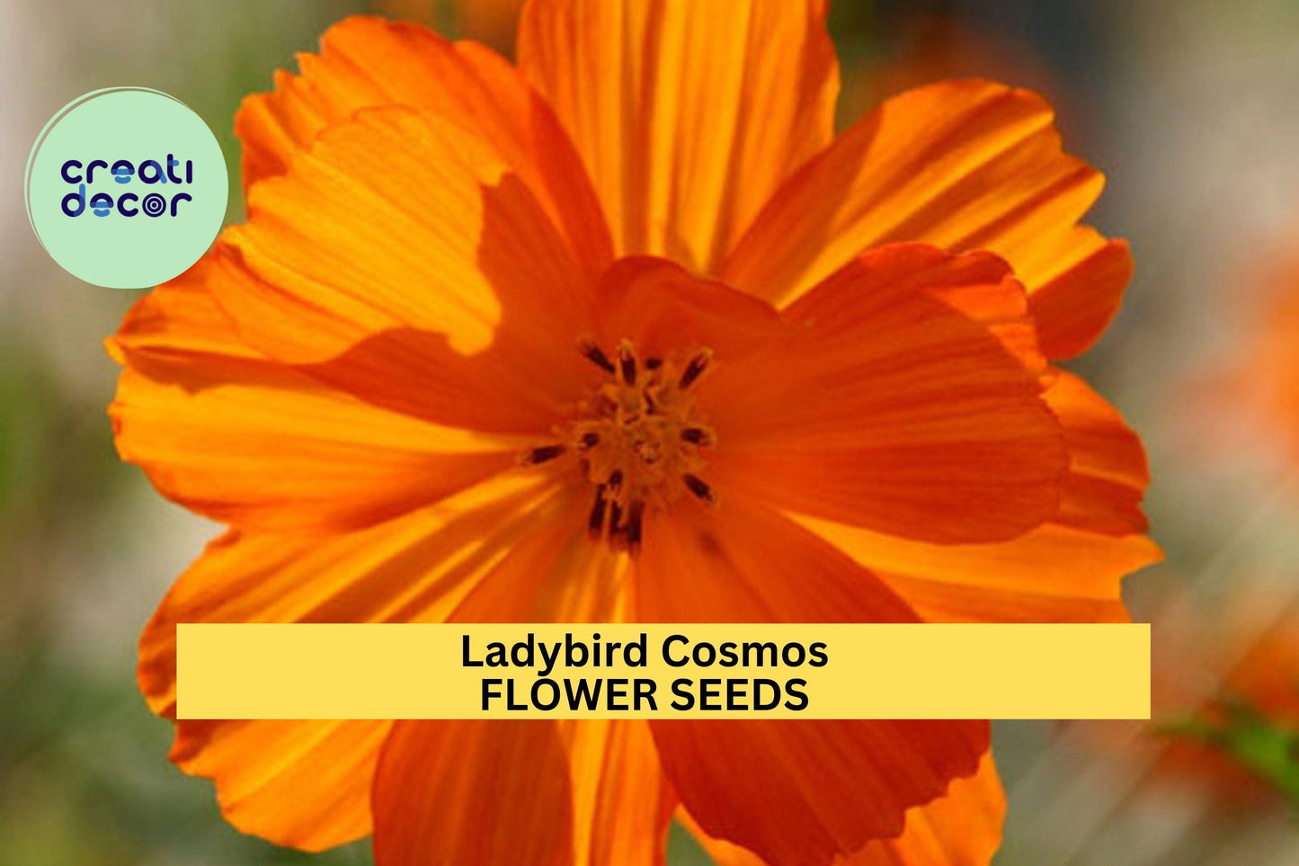 Ladybird Cosmos Seeds 200+ Red Orange Yellow Annual Pollinator-Friendly Garden Planting Cosmos sulphureus