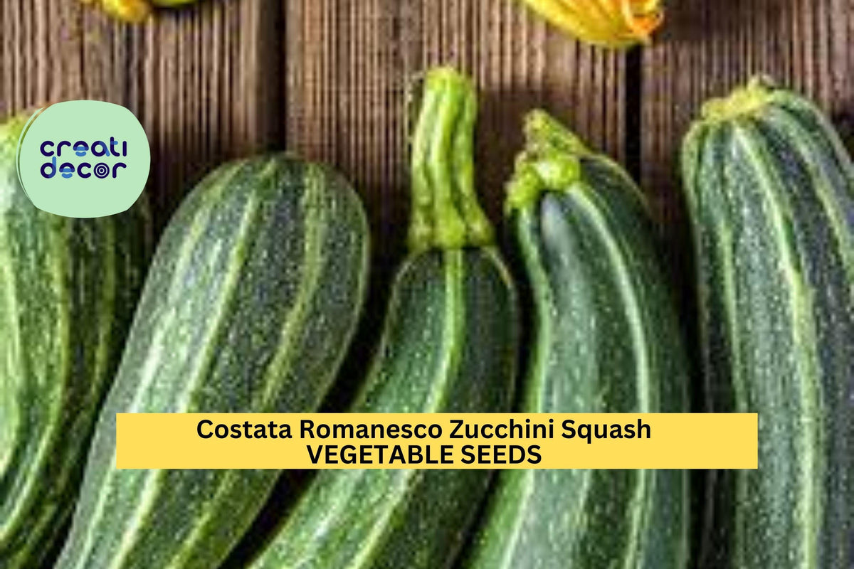 25+ Costata Romanesco Zucchini Seeds – Italian Heirloom Summer Squash with Ribbed Green Fruits, Nutty Flavor, Cucurbita pepo