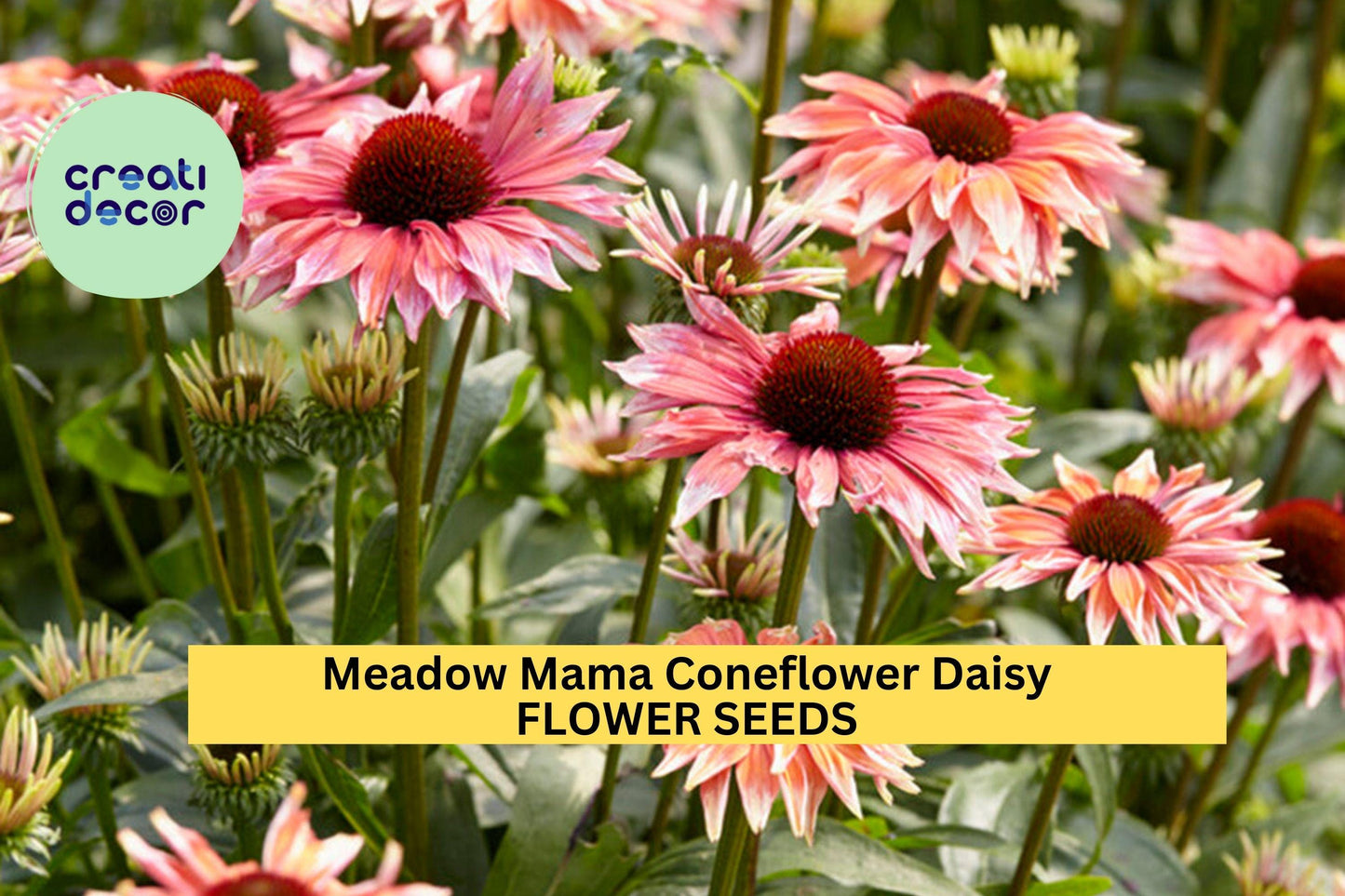200+ Meadow Mama Coneflower Seeds – Pink Petaled Perennial Echinacea purpurea for Pollinator Gardens, Wildflower Borders, Drought-Tolerant