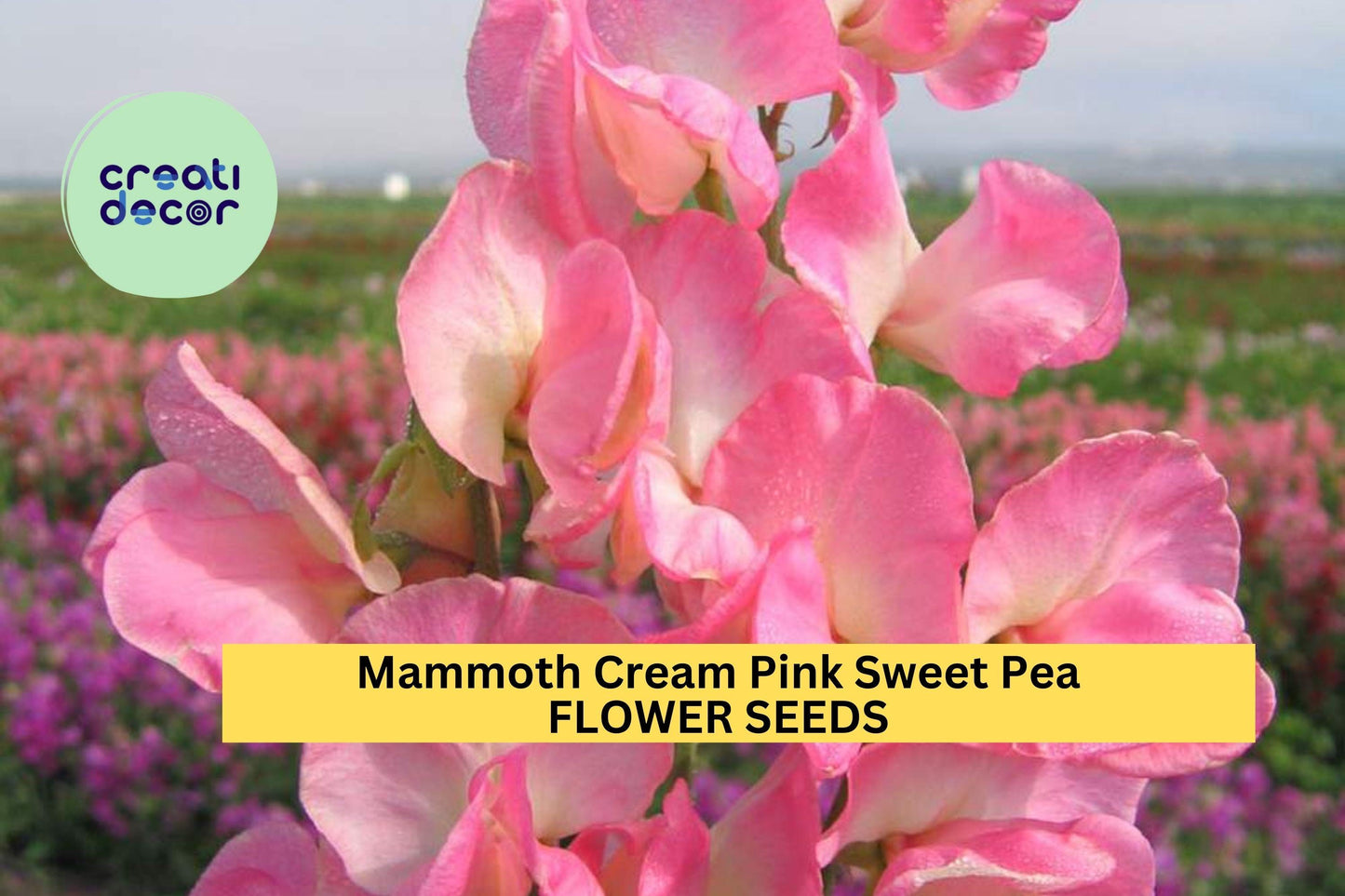 50+ Mammoth Cream Pink Sweet Pea Seeds – Fragrant Climbing Vines for Gardens, Bouquets & Trellises – Lathyrus odoratus