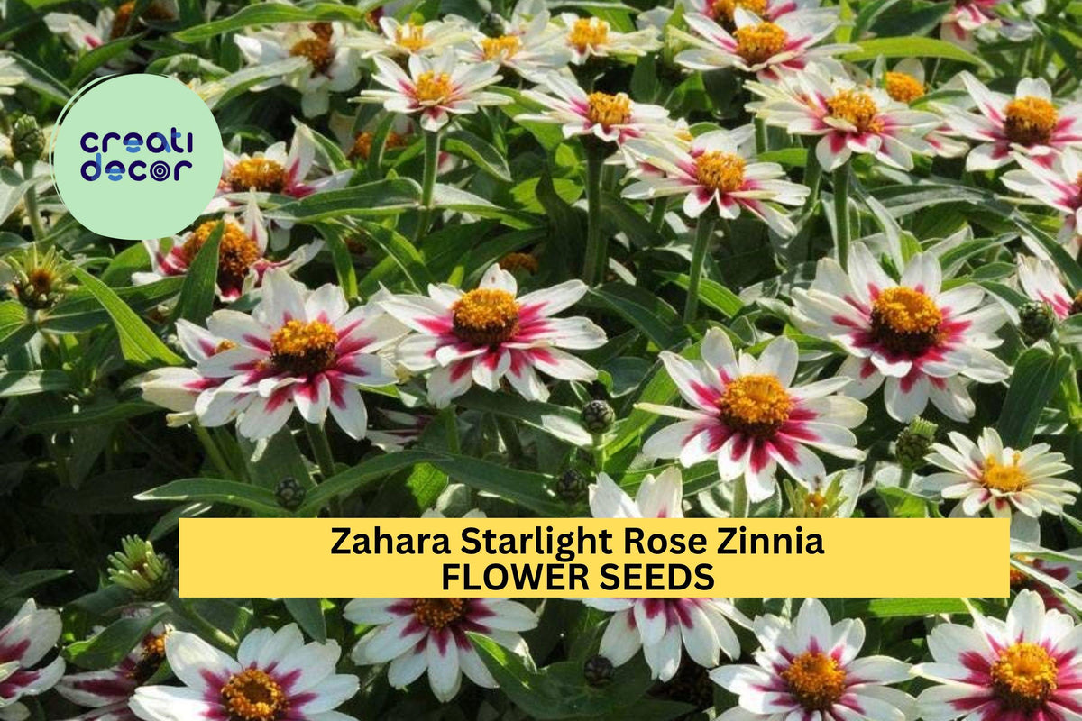 100+ Zahara Starlight Rose Zinnia Seeds – White & Rose Two-Tone Blooms, Heat-Tolerant Annuals, Zinnia marylandica for Garden & Containers