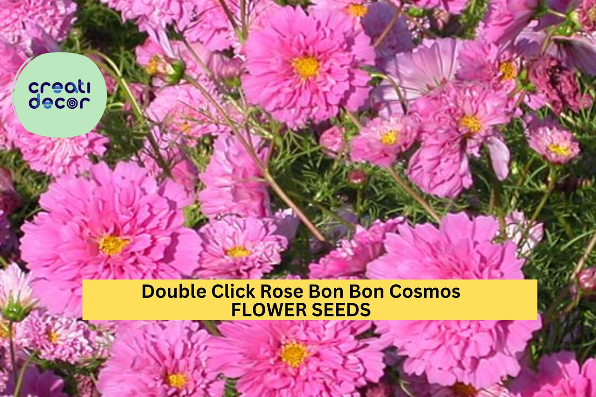 200+ Double Click Rose Bon Bon Cosmos Seeds – Pink Fully Double Blooms, Pollinator-Friendly Annuals for Garden, Borders, Cut Flowers