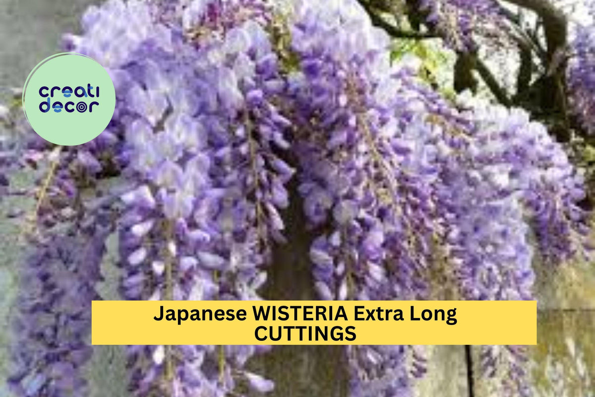 Japanese Wisteria Cuttings 10 Pcs – Fragrant Purple Flowers for Pergolas, Trellises, Garden Arbors | Wisteria floribunda
