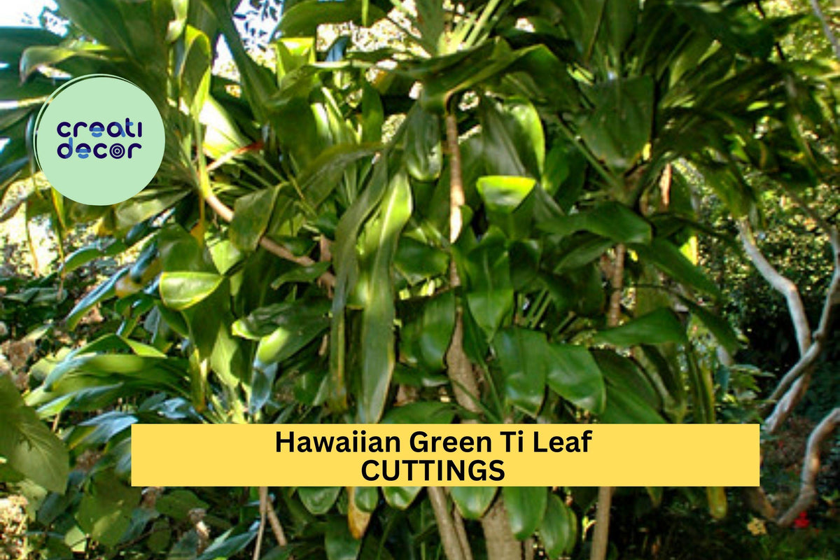 Hawaiian Green Ti Leaf Cuttings – 6" Unrooted Stem Logs – Cordyline fruticosa Tropical Foliage for Garden & Potted Plants