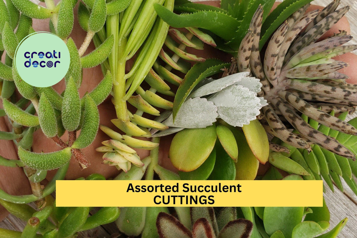Assorted Succulent Cuttings – 20 Unrooted Varieties for DIY Gardens, Terrariums, Pots & Gifts – Echeveria, Sedum, Crassula