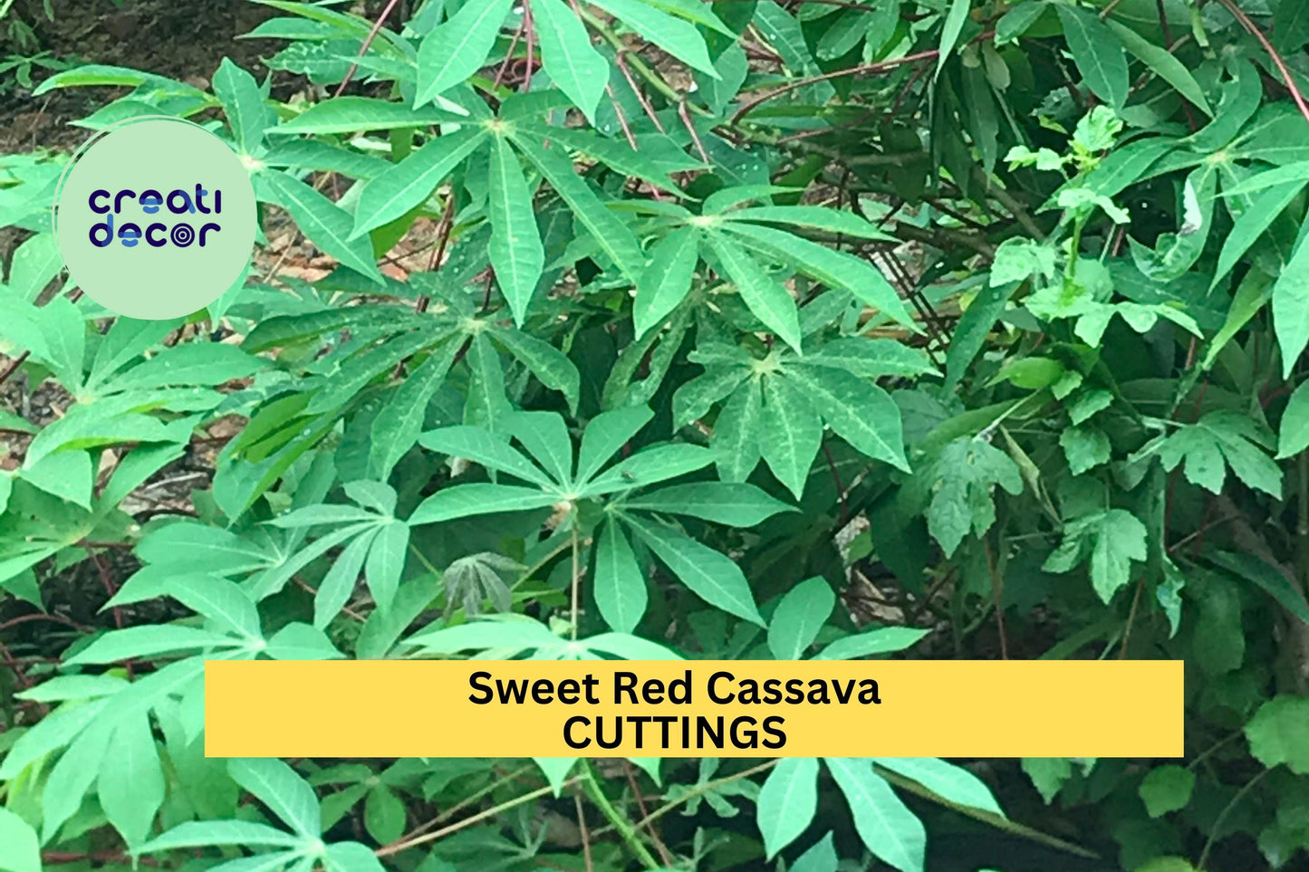 Organic Sweet Red Cassava Cuttings – Manihot esculenta, Yuca Stem for Planting, Tropical Root Crop, Edible Tubers, Drought-Tolerant