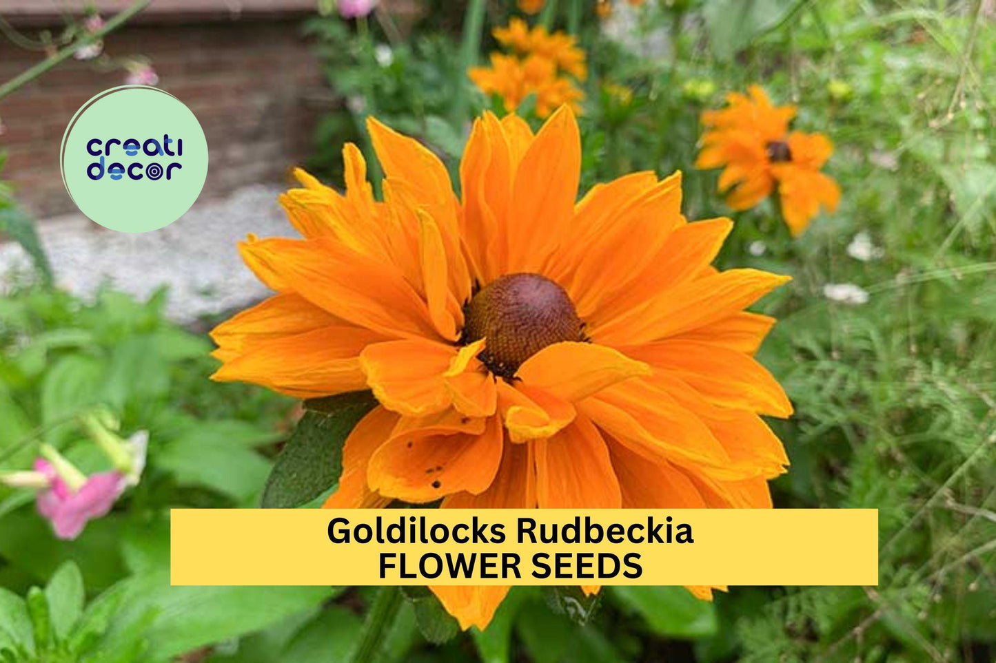 200+ Goldilocks Rudbeckia Seeds – Golden-Orange Double Blooms, Pollinator-Friendly Annuals, Rudbeckia hirta for Gardens and Borders