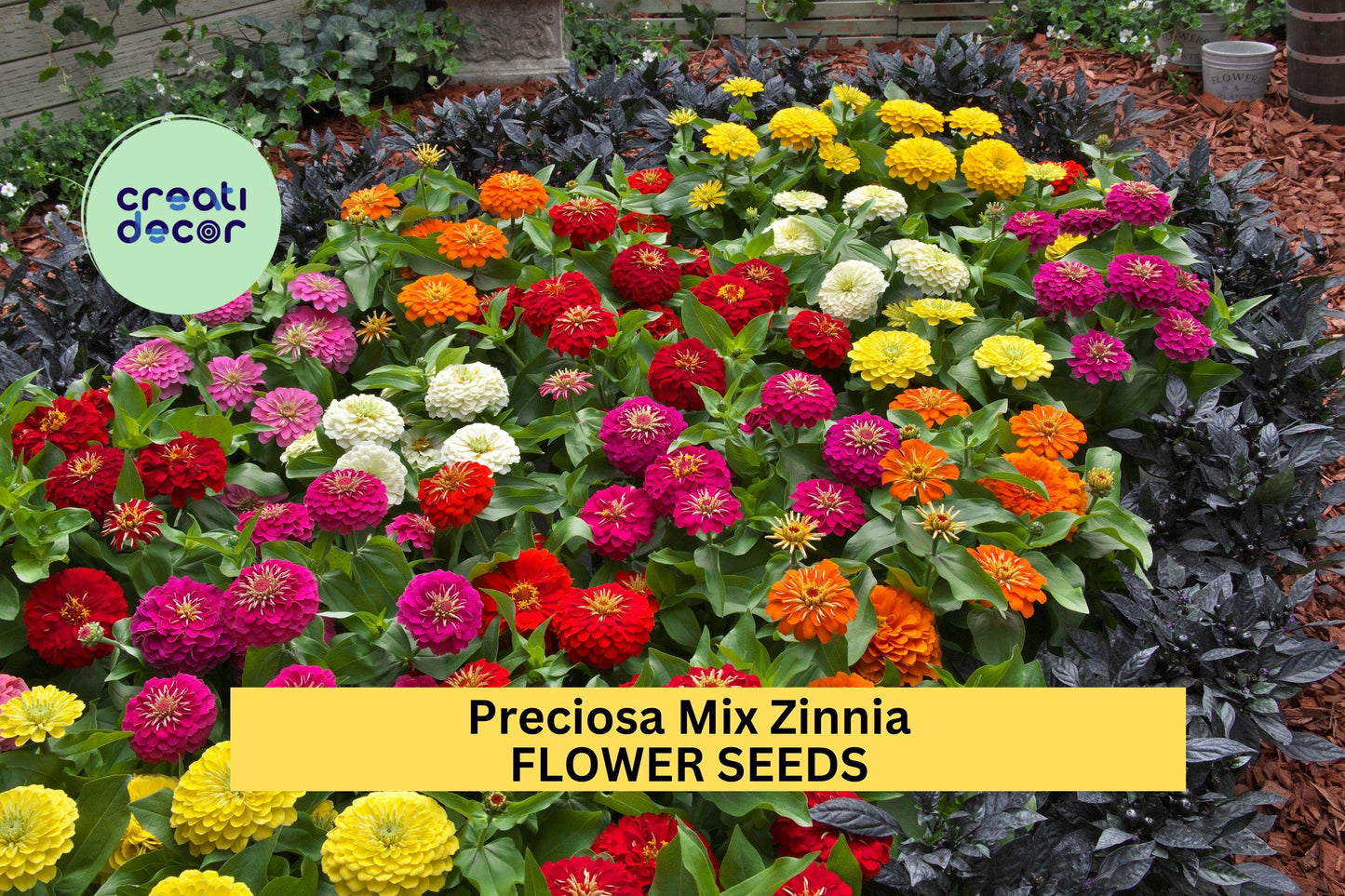 Preciosa Mix Zinnia Seeds – Vibrant Fully Double Blooms, Compact Annuals for Gardens & Containers, Zinnia elegans, 100+ Seeds