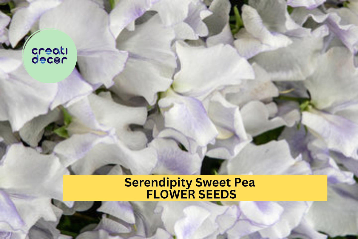 50+ Serendipity Sweet Pea Seeds – Lavender & Pink Fragrant Climbing Vines for Garden, Trellises, Fences, Cottage Gardens, Lathyrus odoratus