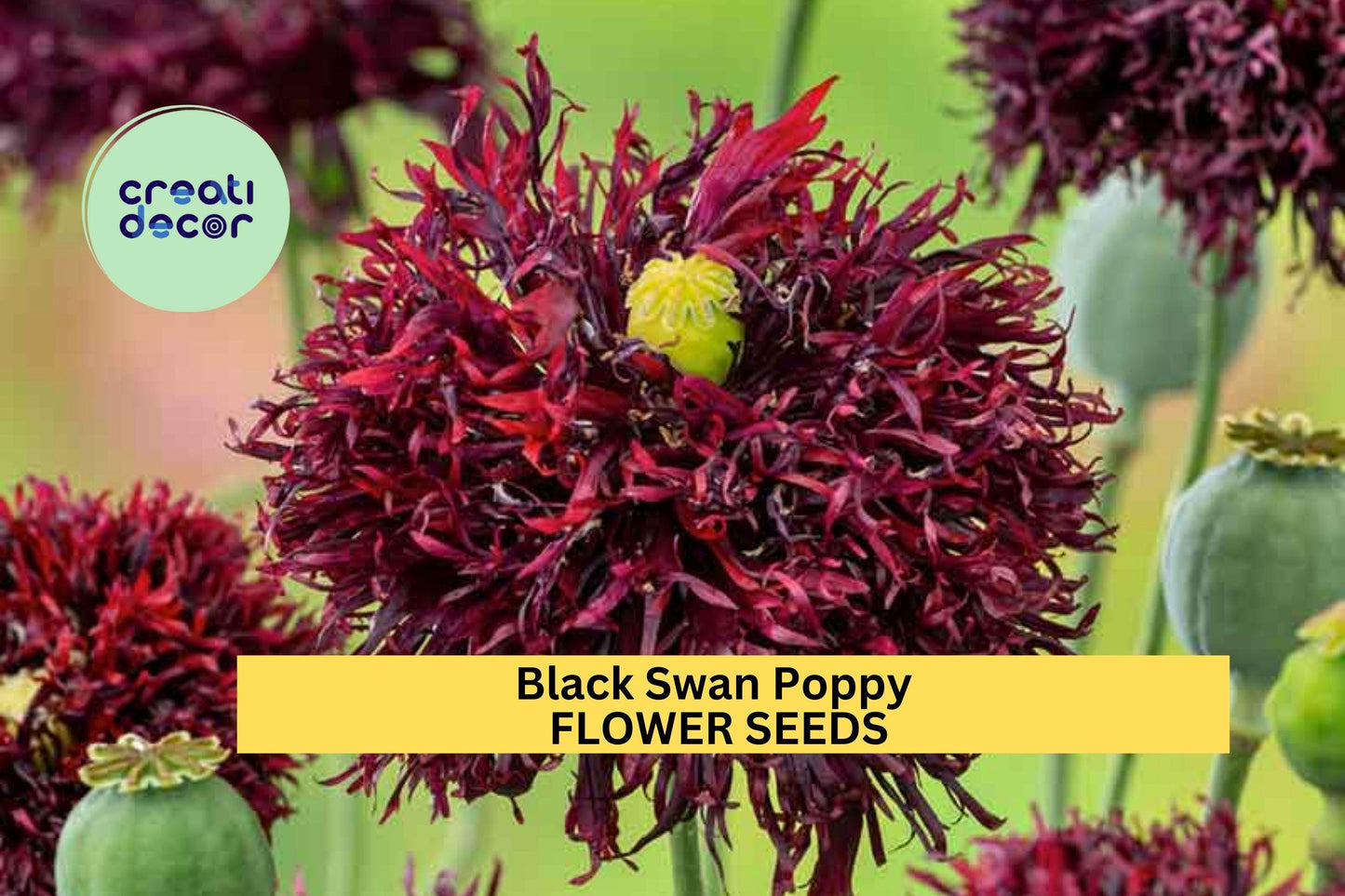 Black Swan Poppy Seeds – Deep Burgundy Ruffled Blooms, Ornamental Papaver somniferum, Wildflower & Cottage Garden Annuals, 200+ Seeds