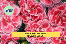 Coral Reef Carnation Seeds – Frilled Coral-Pink Dianthus caryophyllus for Garden Beds & Bouquets, Long-Lasting Annuals, 200+ Seeds