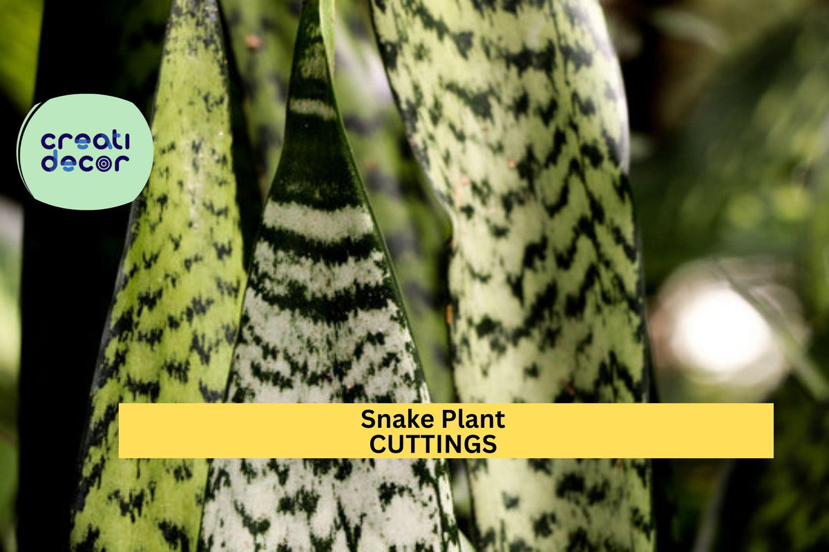 Set of 9 Organic Sansevieria Trifasciata Leaf Cuttings for Propagation, Snake Plant Indoor Houseplant, Hawaiian-Grown