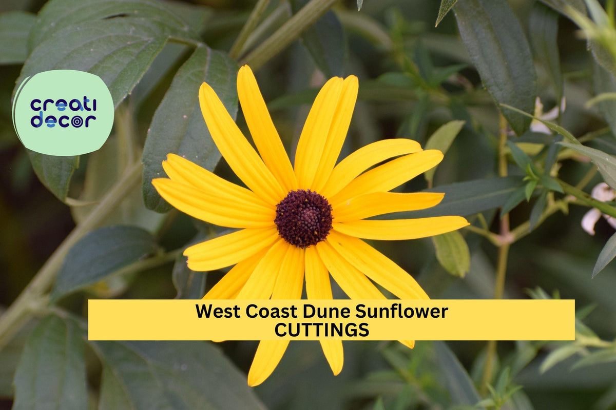 Set of 8 Unrooted West Coast Dune Sunflower Cuttings – Helianthus debilis Native Florida Beach Plant for Ground Cover & Erosion Control