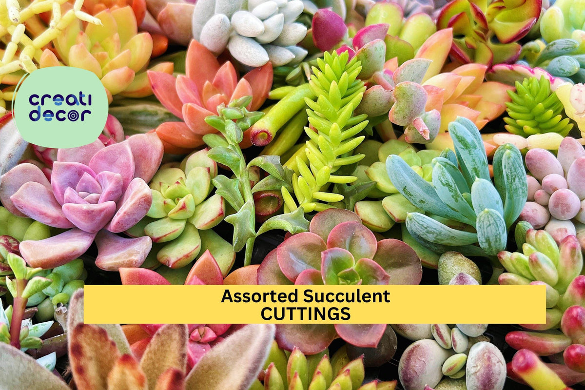 Assorted Succulent Cuttings – 3–5" Varieties for Terrariums, Crafts & Garden Projects – Echeveria, Sedum, Crassula