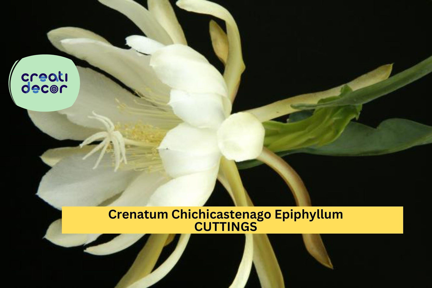 Epiphyllum Crenatum Chichicastenango Cuttings – Orchid Cactus Stem, Night-Blooming Exotic Plant for Pots & Hanging Baskets