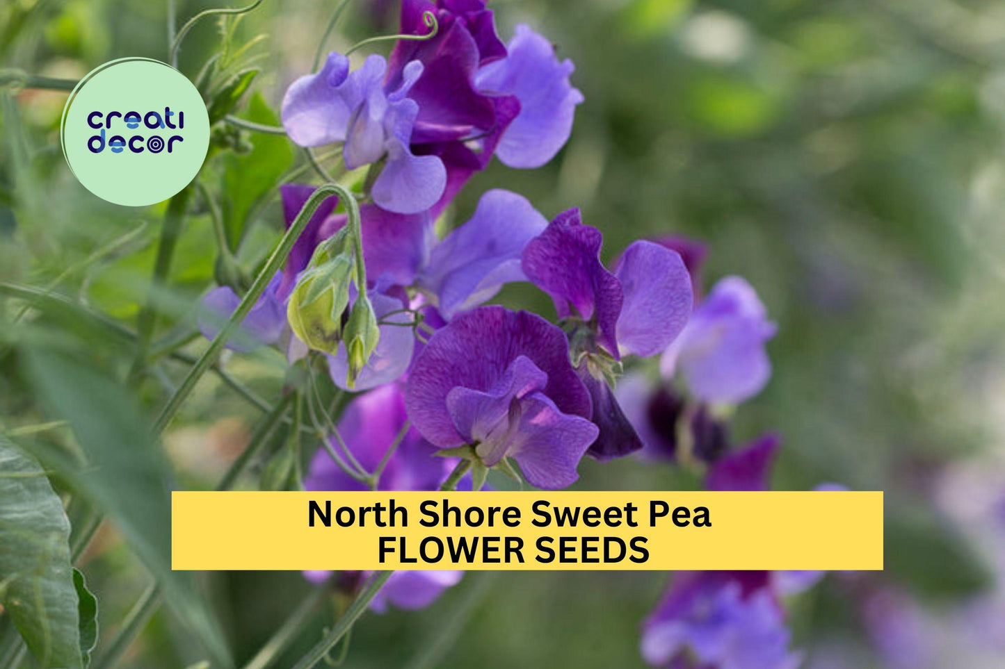 50+ North Shore Sweet Pea Seeds – Fragrant Violet Blooms, Climbing Vines for Trellises & Bouquets, Lathyrus odoratus