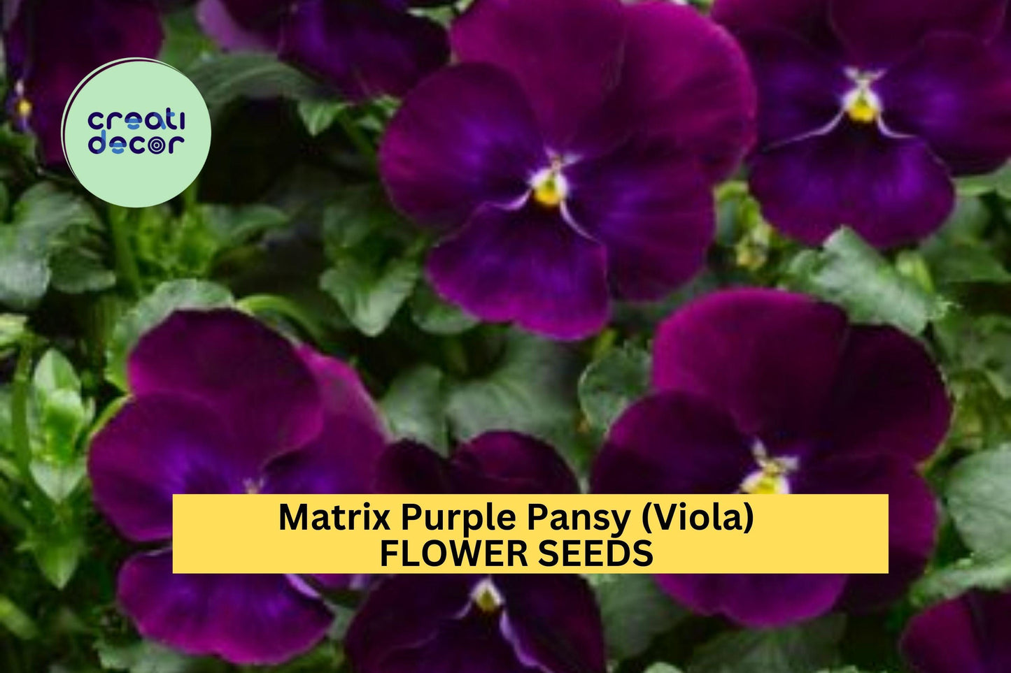 200+ Matrix Purple Pansy Seeds – Deep Violet Viola × wittrockiana for Borders, Pots & Garden Beds