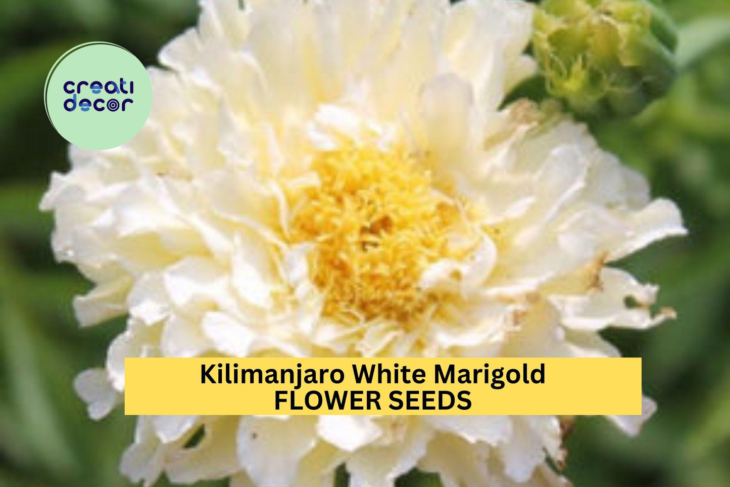 Kilimanjaro White Marigold Seeds – Creamy White Double Blooms for Borders, Pots & Garden Beds – Tagetes erecta, 25+ Seeds
