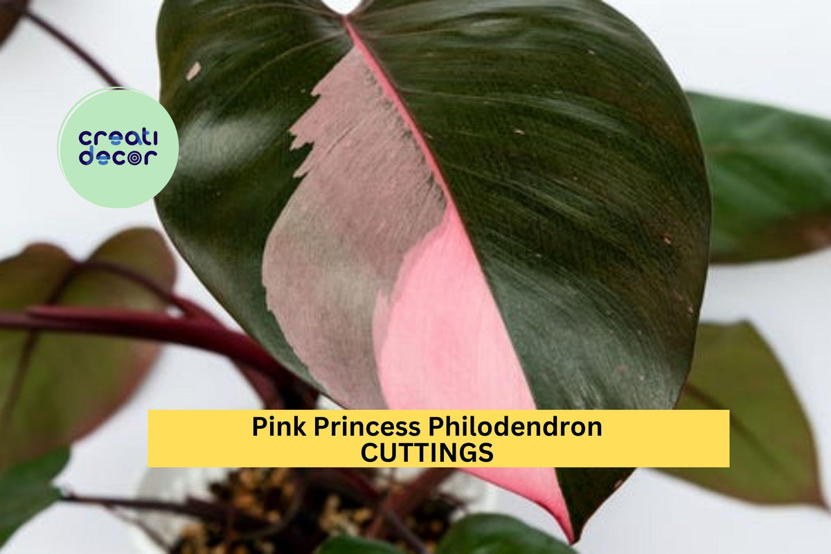 Pink Princess Philodendron Cutting – High Variegation, Rare Unrooted Stem, Philodendron erubescens, Indoor Houseplant Propagation