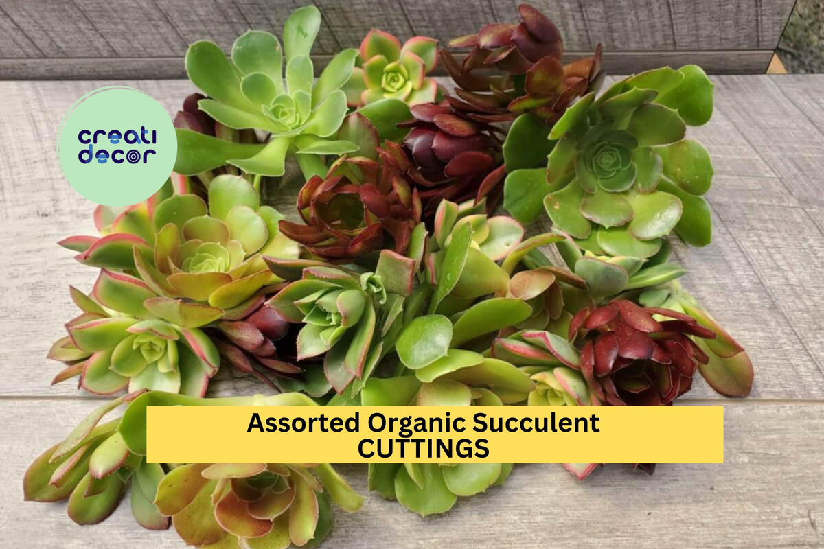 Assorted Organic Succulent Cuttings Pack | 22 Unrooted Varieties for Pots, Terrariums & Crafts | Echeveria, Sedum, Crassula
