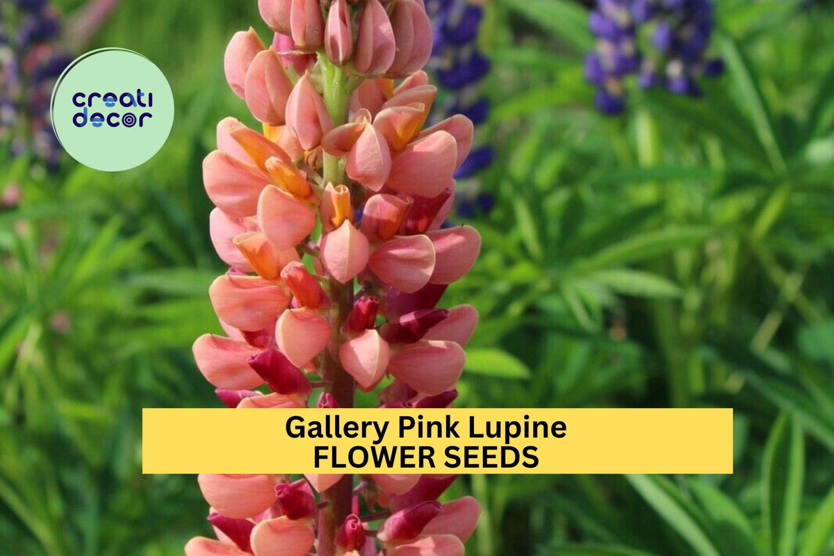 Gallery Pink Lupine Seeds – Compact Perennial Pink Flower Spikes for Borders, Pollinator-Friendly Garden Planting, Lupinus polyphyllus, 25+ Seeds