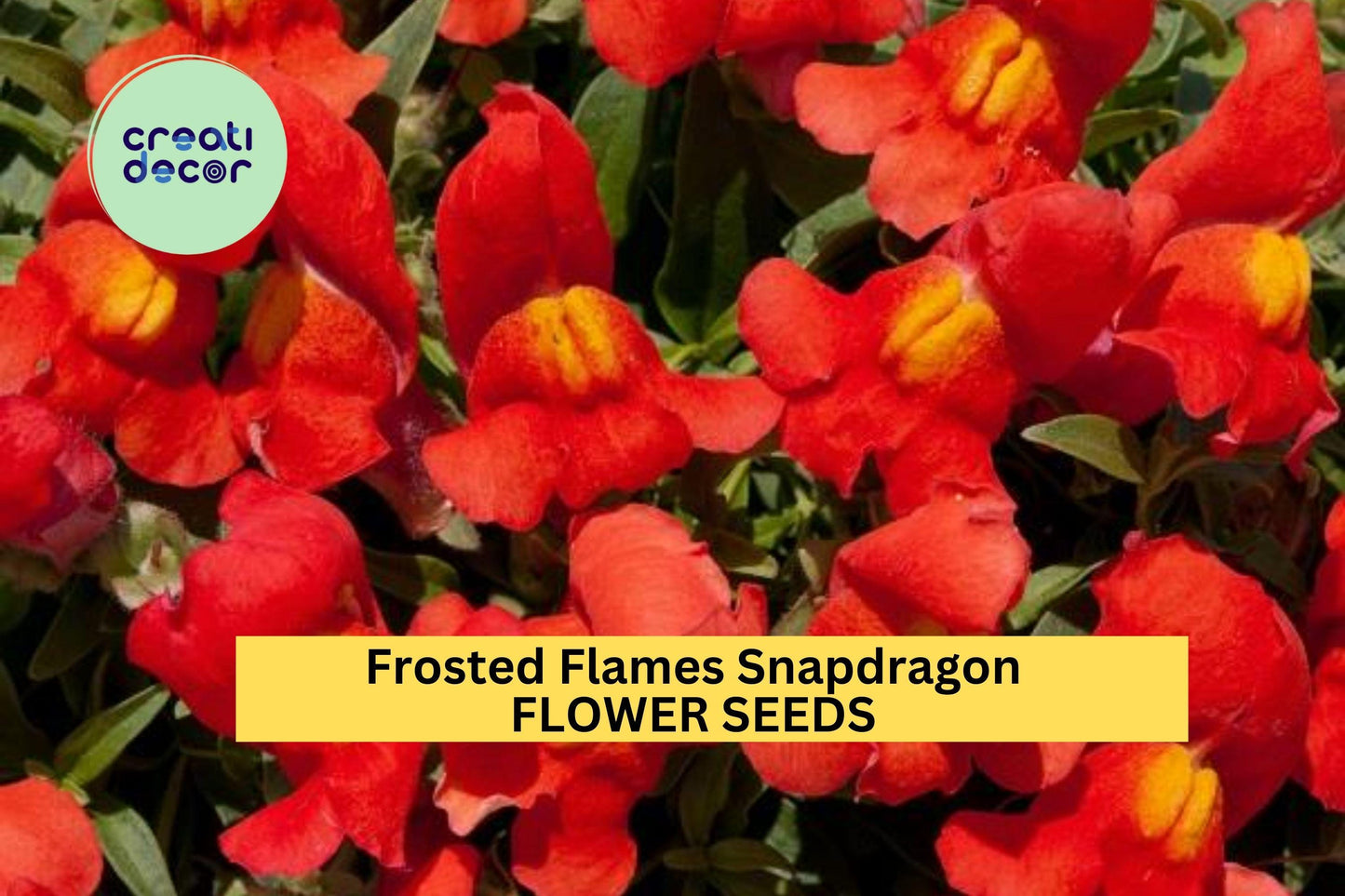 1000+ Frosted Flames Snapdragon Seeds – Variegated Foliage & Bright Blooms, Antirrhinum majus, Garden Border Flowers, Full Sun Annual